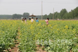 即墨移風上百畝油菜花盛開,生態旅游小鎮藍圖初現