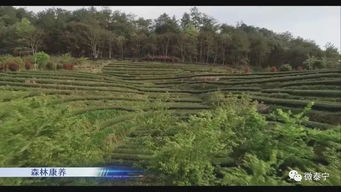 泰寧 做好生態(tài)文章 推進綠色發(fā)展