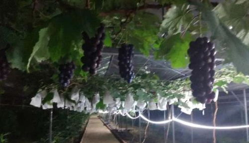 集中開園 白云區(qū)13個農(nóng)業(yè)公園游玩攻略,戳進來