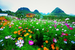 普定思源農(nóng)業(yè)生態(tài)園 農(nóng)耕精品養(yǎng)身勝地